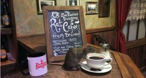 rat-cafe12