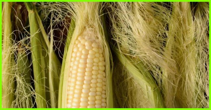 10-Amazing-Benefits-Of-Corn-Silk-5
