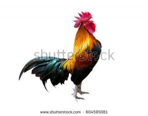 stock-photo-rooster-bantam-crows-isolate-on-white-background-604595081